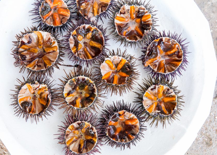 Sea urchins and mussels, BEEF! Magazine