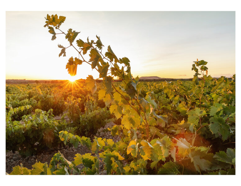 Winery Portfolio