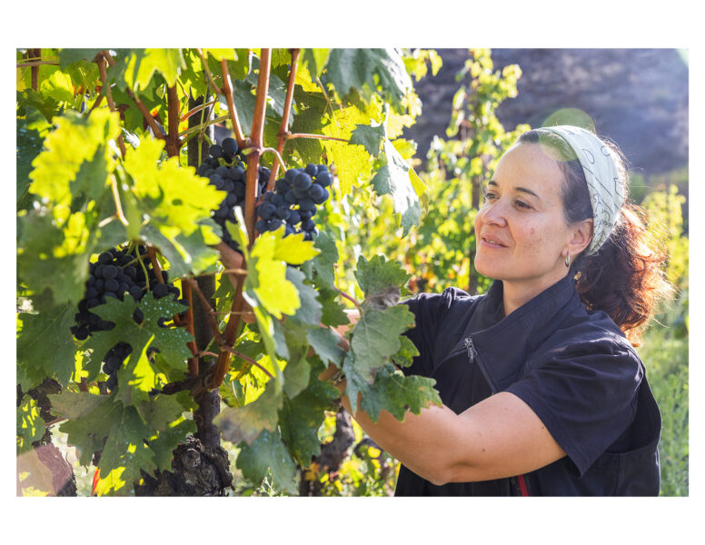 Winery Portfolio