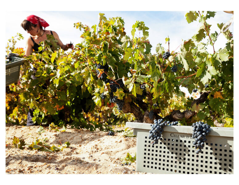 Winery Portfolio