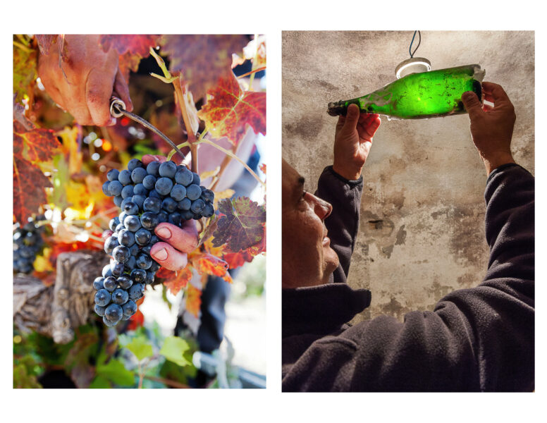 Winery Portfolio