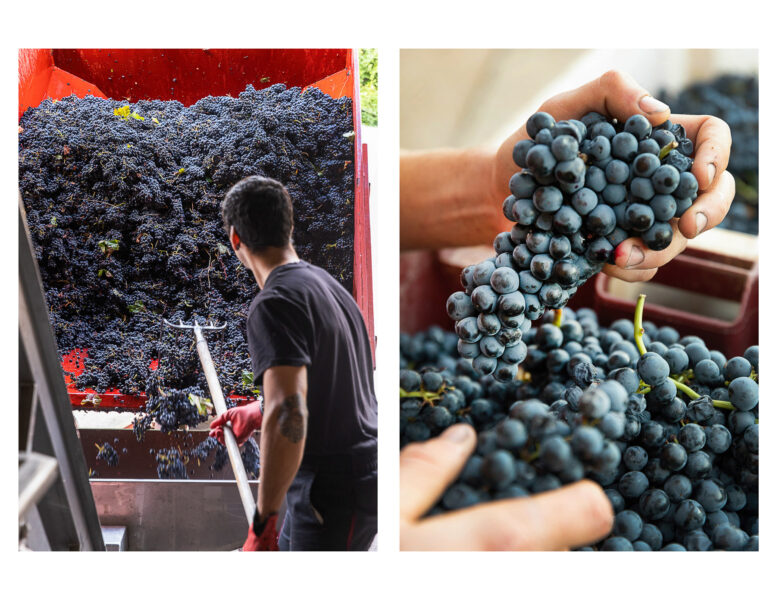 Winery Portfolio